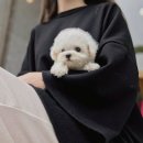 나의 강아지 이미지