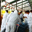 평창영월정선축협(영월생축장) 이미지