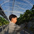 화성농장 | 딸기체험 농장 추천 [화성에서 온 딸기] 내돈내산 솔직 후기