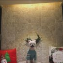 펌킨 펫하우스 청담 이미지