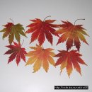 가을이 주는 선물 1 - 당단풍잎, 라일락잎, 붉나무잎, 콩잎, 후박나무잎 이미지