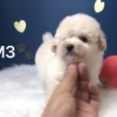 미스터 멍 애견샵 이미지