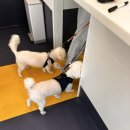 우쭈쭈플렉스수원