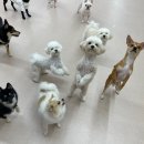 댕구르강아지유치원 이미지