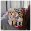 충남켄넬 | 천안강아지유치원:쏭이's켄넬교육