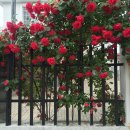 마시그레이 영대점 | 160513-160515