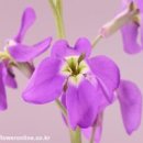 비단향꽃무 이미지