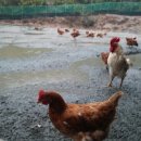 좋은농장 이미지