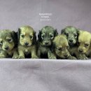 남양주켄넬 이미지