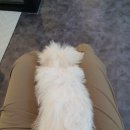 라니네 애견샵 이미지