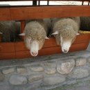 광경목장 이미지