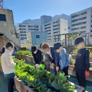 10/19(수) 텃밭활동(배추벌레잡고 배추벌레천연살충제 뿌리기), 주기집중수학8, 책읽기수업(맨발동무도서관) 이미지