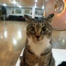 복실이와나비