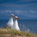 갈매기펜션 | 속초여행 숙소 추천 : 블루씨펜션 &amp; 갈매기까지 총정리!