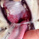 마음을 읽어주는 마음동물병원 이미지