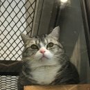 홍익메디칼동물병원 이미지