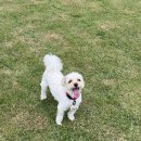 운동장길R | BON9 | 영종도 애견운동장 추천 보리의 여름가을 기록