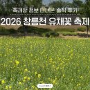 석교슈퍼 | 2026 창릉천 유채꽃 축제 강매석교공원 주차 즐길거리 정보 강매 행신 주말 나들이 가볼만한 곳