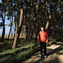 2025-11-16 장항송림산림욕장 1만보 산책 이미지