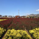 서산국화축제 2022 서산여행,태안여행,안면도여행코스 바다보고 꽃도 보고 이미지