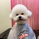 요미요미 강아지미용실 네이버블로그