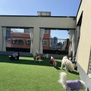 단짝멍몽 이미지