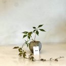 담쟁이 | [대구 수성구] 식물사랑 식집사 필참 플랜트샵! &#34;나무다운&#34;에서 담쟁이 데려온 후기!