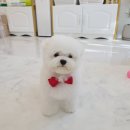 어스펫(US-pet) 이미지