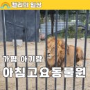 뱅골 | 아침고요 가족동물원, 가평 아기랑 가볼만한곳 추천 사자를 코앞에서! (26개월 아기랑)