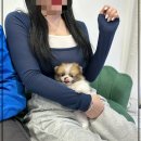 펫퍼스트 24시 강아지분양고양이분양 용인점 이미지