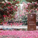 제주;동백