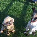 애견은 내친구 이미지