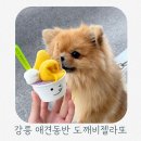 강릉 애견동반 가능 카페 추천 주문진 도깨비젤라또 방문후기