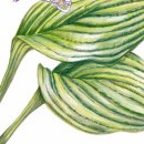 색연필 꽃그림, 보타니컬 아트 | 보태니컬아트 색연필 꽃그림 일러스트 작품모음 방학특강