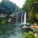 제주 천지연 담팔수 자생지 이미지