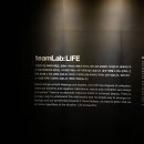 11월 전시회 추천, 팀랩전시회 후기