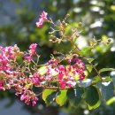 소리나무(주) 이미지