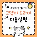 무마취 고양이 미용실 반할고양 | 1인 고양이 무마취 미용실의 고양이 드라이기 사용방법 (고양이드라이기,고양이교감미용실 나른하냥)