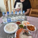 [제주/우도/제주시청]강아지와 제주도 여행 1탄/우도스쿠터/달소녀주막