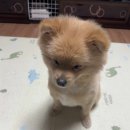 부산대형견호텔 24시 강아지유치원 목욕 대견하개 서면점 네이버블로그