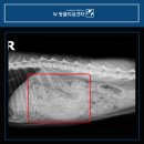 W동물의료센터 | 고양이 고무줄 끈 실 삼켰을 때 내시경 위절개수술 치료는? 부산 고양이병원 w동물의료센터 후기