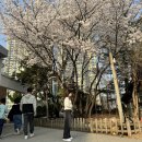 비엔나커피하우스춘천점 | [춘천] 춘천벚꽃명소 1박2일여행/레고랜드(어른둘) 후기 (더잭슨나인스호텔,공지천유원지,닭갈비맛집,카페)