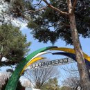 강원특별자치도립대학교 | 춘천 벚꽃 실시간 개화 '강원특별자치도립화목원' 다녀온 후기 (26년 4월 4일 방문)