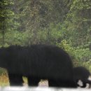 Black Bear 이미지