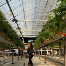 해뜰농장 | 아이들과 서울근교 나들이 추천 딸기농장｜뜰농장 딸기체험 후기, 아이와 가기 너무 좋은 가족체험 농장