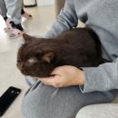 고양이주택 | [핫플] "고영주택" 고양이천국🐈🐈‍⬛🐱김포 고양이카페 후기 냐옹냐옹