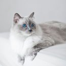 렉돌 냥이 이미지