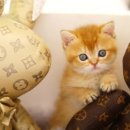 캣초딩 고양이분양 김포구래점 이미지