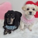 아모르 댕 이미지