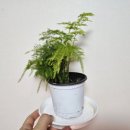 이차돌정관신도시점 | ★다이소에서 구매한 식물, 아스파라거스 나누스 고사리 구매 후기 및 생육★